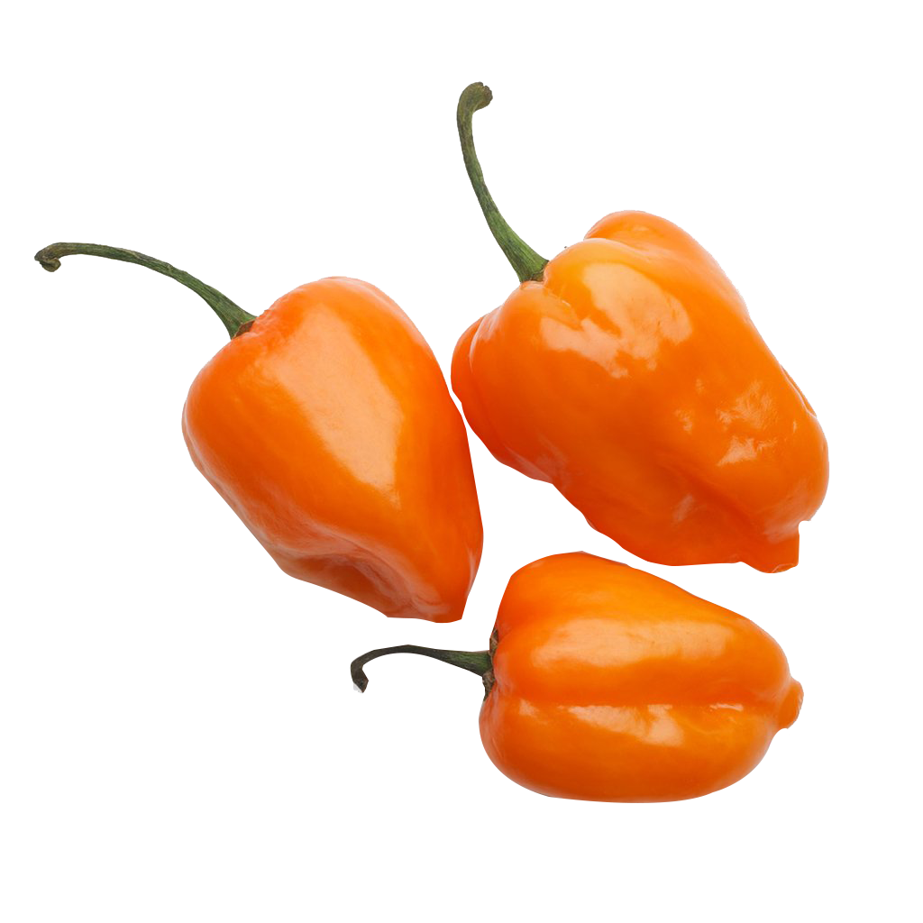 Chile Habanero