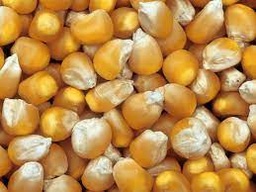 [CT008] Grano Maiz Quebrado